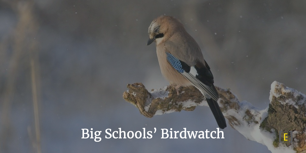 Big Schools’ Bird Watch